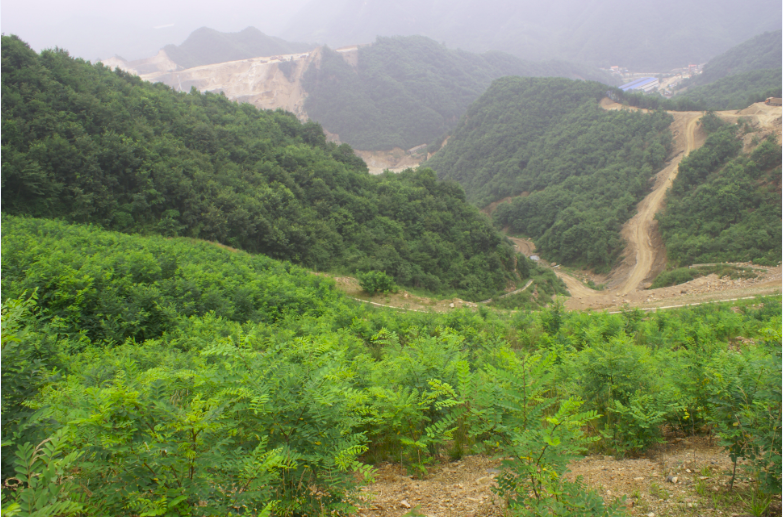 矿山排渣场恢复治理